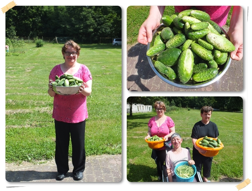 nasze_pierwsze_zbiory_31-07-2017